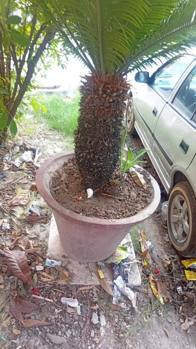 kangi bine beautiful plant 15 years  old in Good fresh look for sale