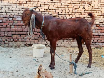 Mashallah Doonda beetal cross bakra  ghar ka pla hoa