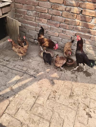pure golden misri home bread healthy pair male2200 female1500