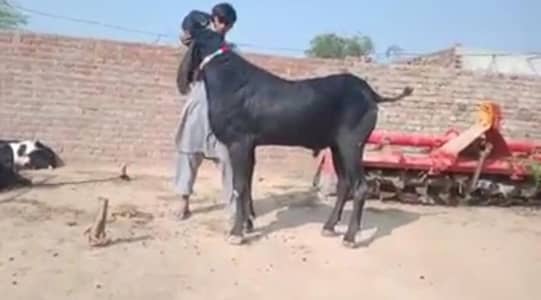 Black Bakra Urgent For Sale _ 03102718755
