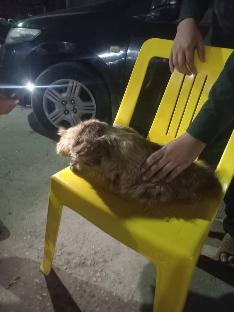 cat pertion 1
