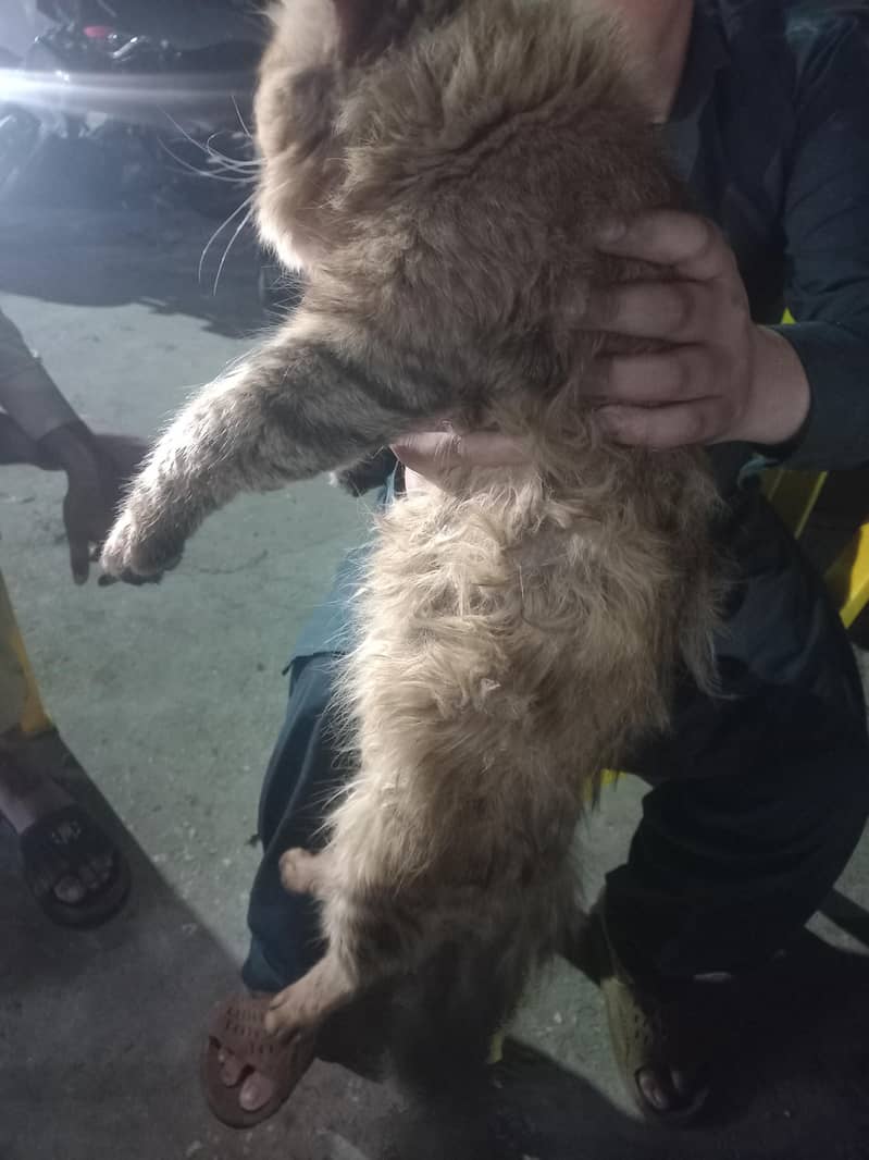 cat pertion 2