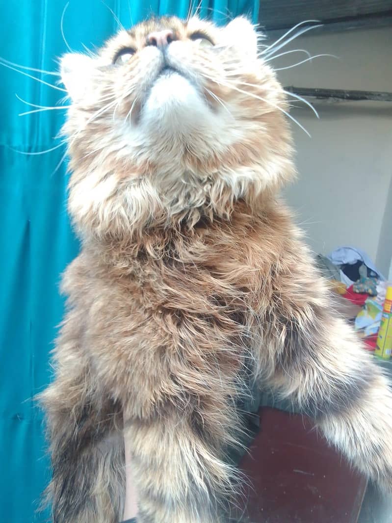 cat pertion 3