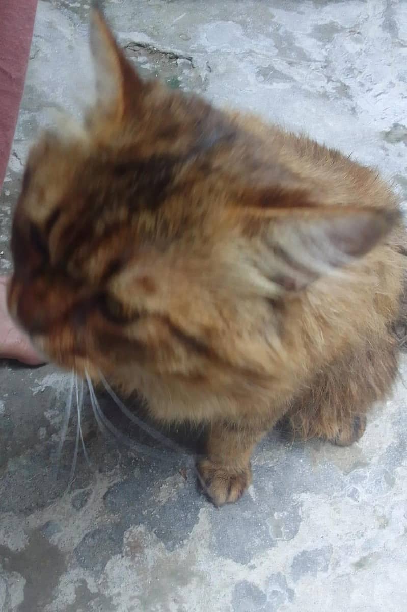 cat pertion 4