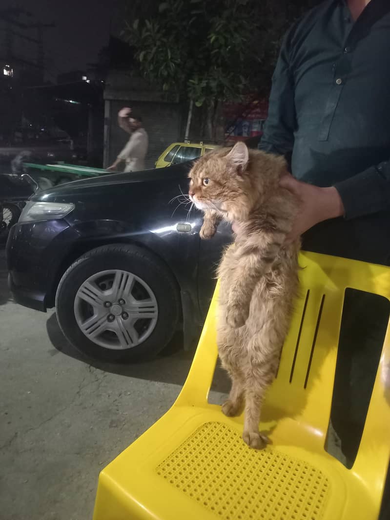 cat pertion 6