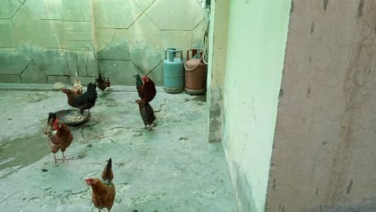 Egg laying hens set