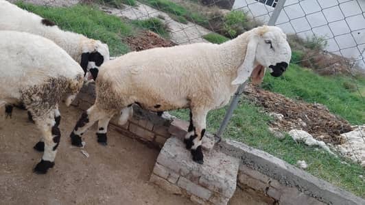 Eid Collection 2k26
