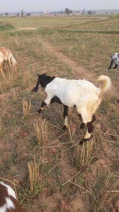 qurbani ky bkry for sale