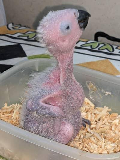 mashallah African gray parrot chicks