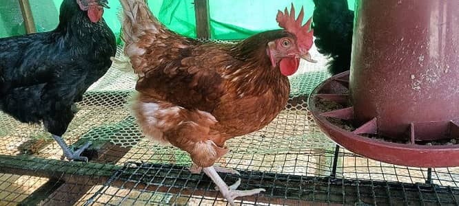 Lohman Brown and Black Health Egg laying Hens