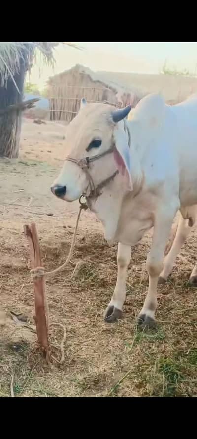 2 jori bulls