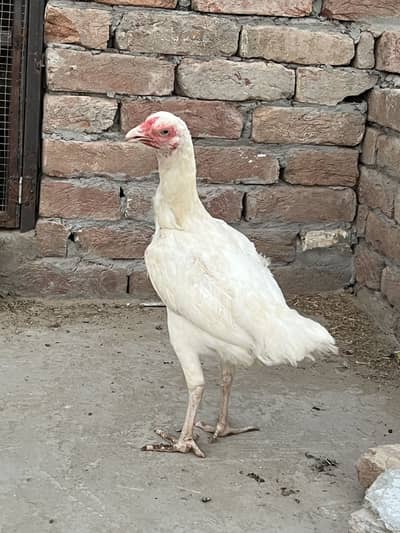 Aseel All birds for sale