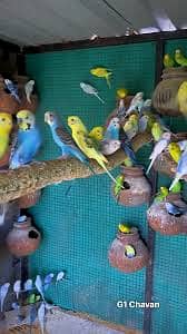 10 pair budgies and 1 piece adult female kaatha tota
