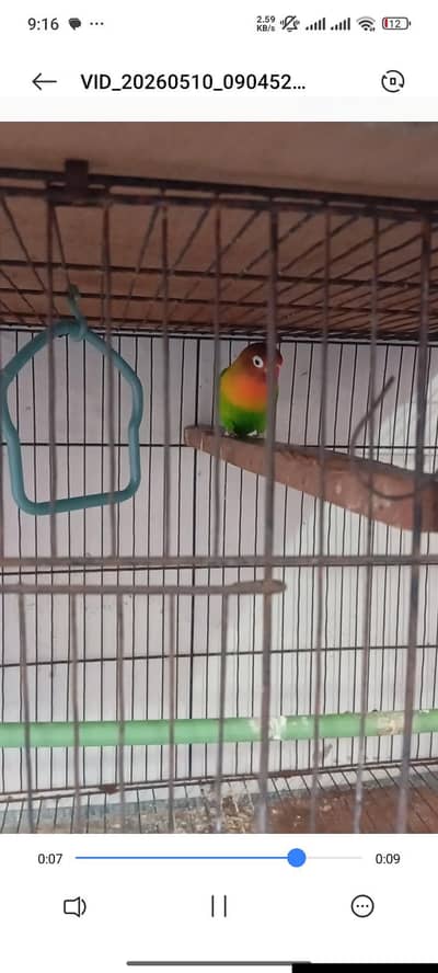 single lover bird