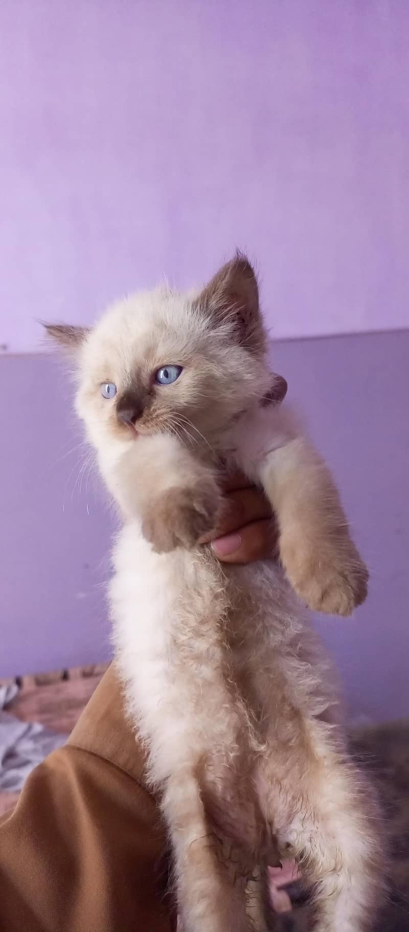 Himalayan Kittens 2