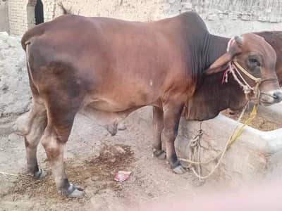 Healthy Desi Bull for Sale Eid al-Adha