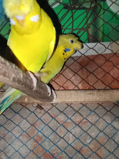 tcb parrot