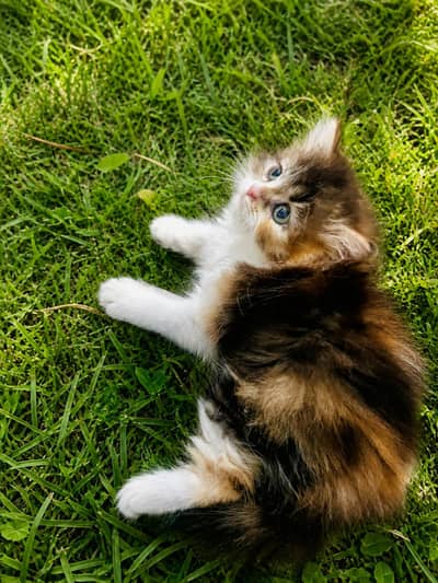 Kitten | Persian Cat Triple coat Calico | COD Available