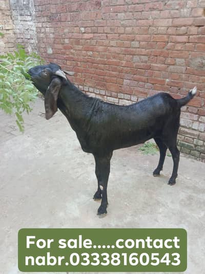 bakra Eid collection