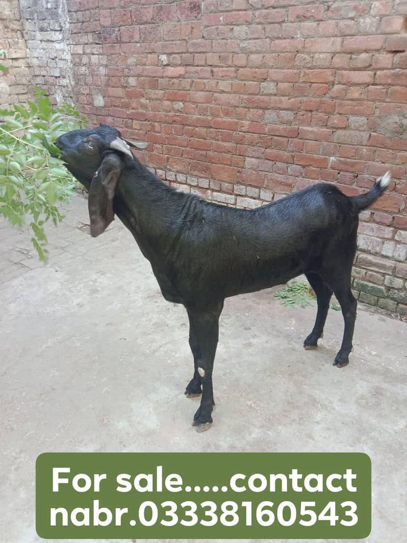 bakra Eid collection 0