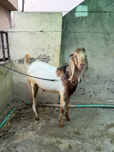 Desi Bakra