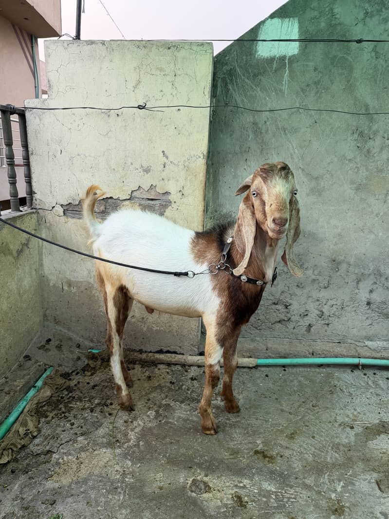 Desi Bakra 0