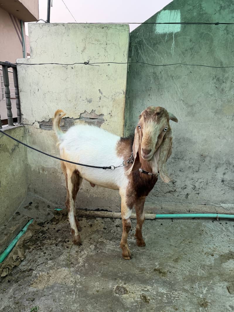 Desi Bakra 1