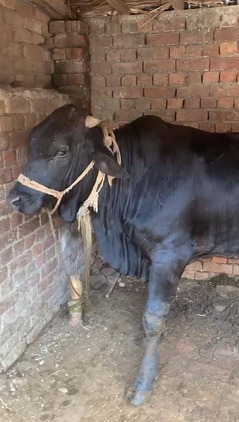Bachra 1