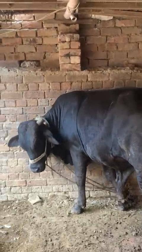 Bachra 2