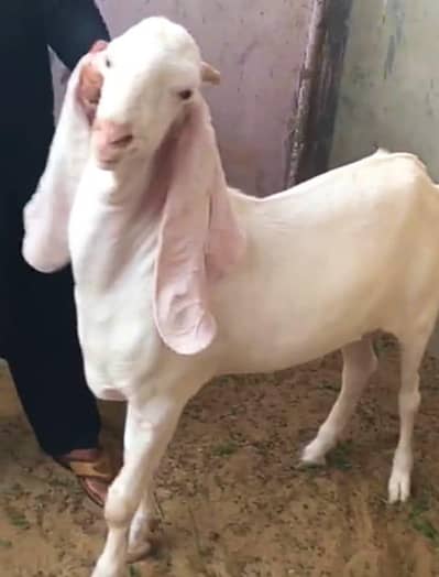 gulabi Bakra for sale 03481743426