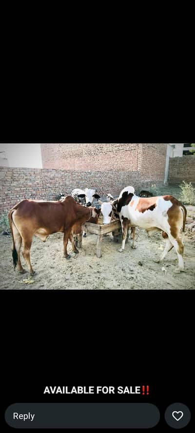 qurbani k janwer for sell minimum 190