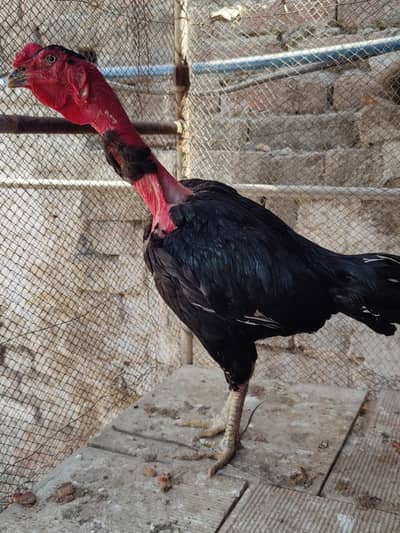 black aseel / mushka aseel