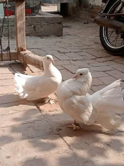 important pigeon for sale