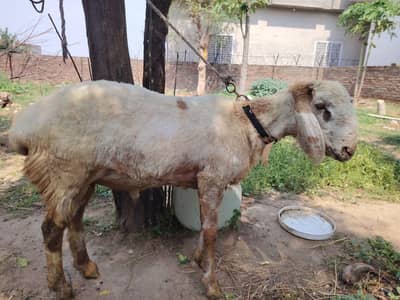 Sheep for qurbani