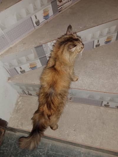 Need male cat for matting - Not for sale