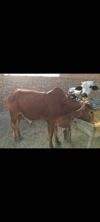 qurbani k janwer for sell (190)