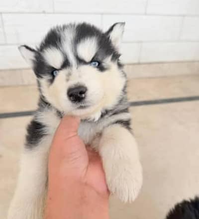 Whooly cout husky puppies