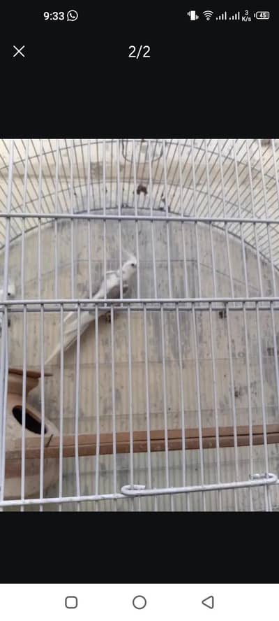 v pied cockatiel