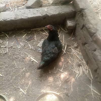 Desi nurghi with 3 chicks . age chick 3 days. . . healthy and active
