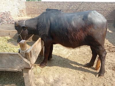 Choti for Qurbani