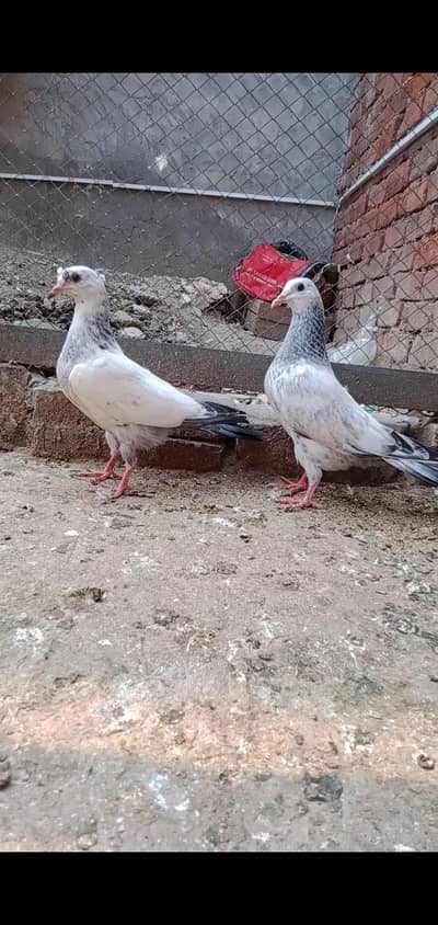 NELDUMA BCHA FOR SALE