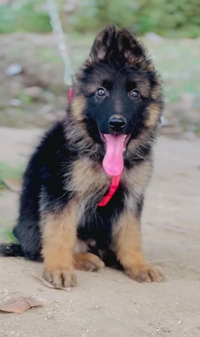 German shepherd