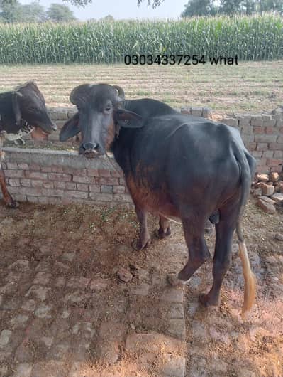 katta qurbani sale