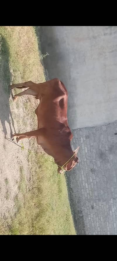 Desi cow for selll