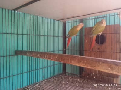 2 piece of pineapple conure