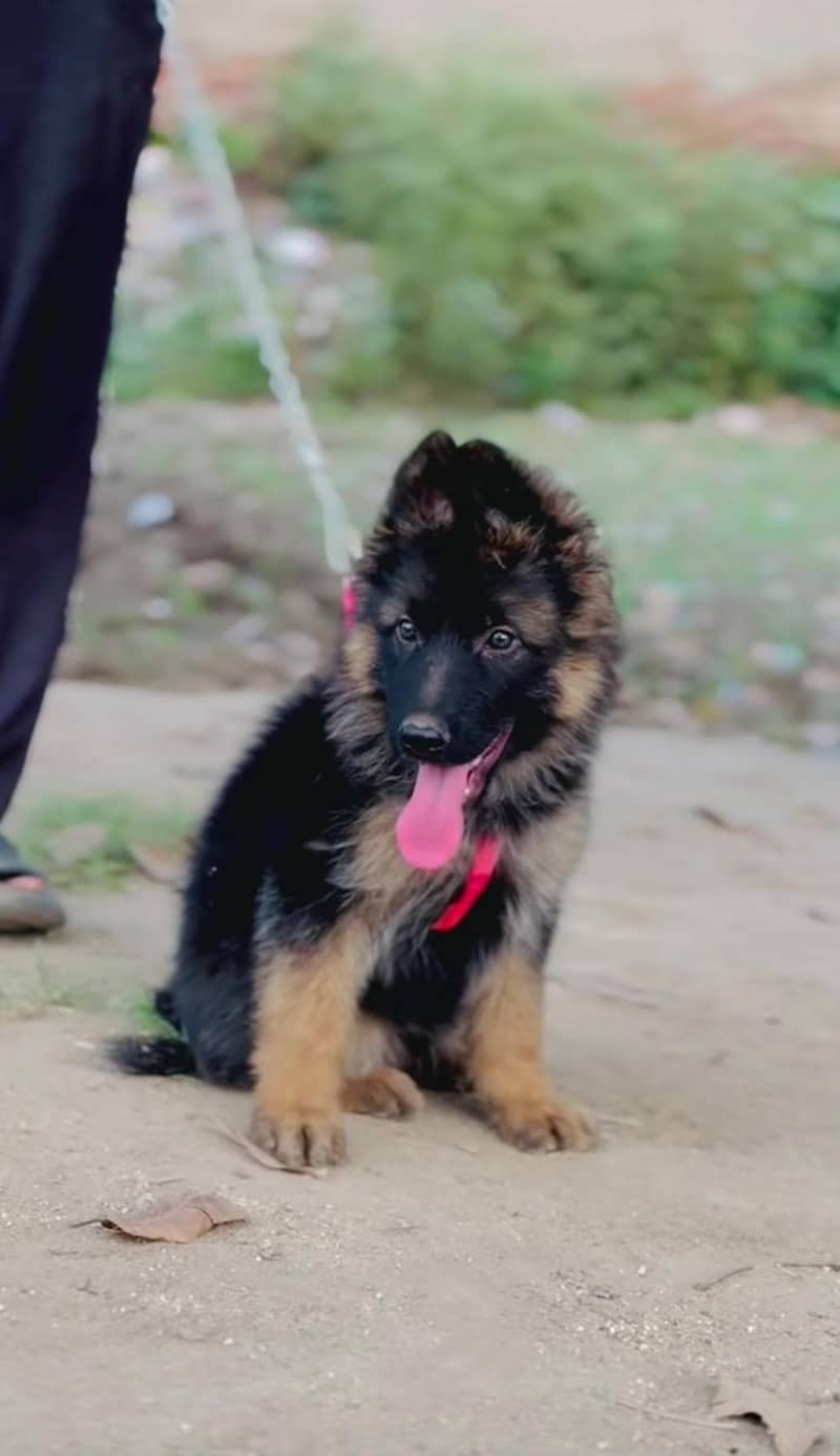 German Shepherd 0