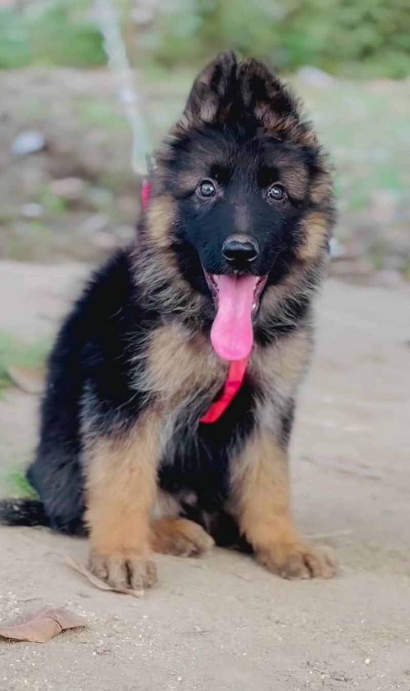 German Shepherd 1