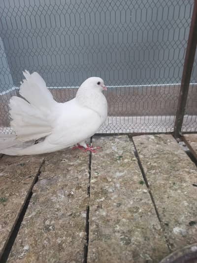 English , Maltese, Black Tail