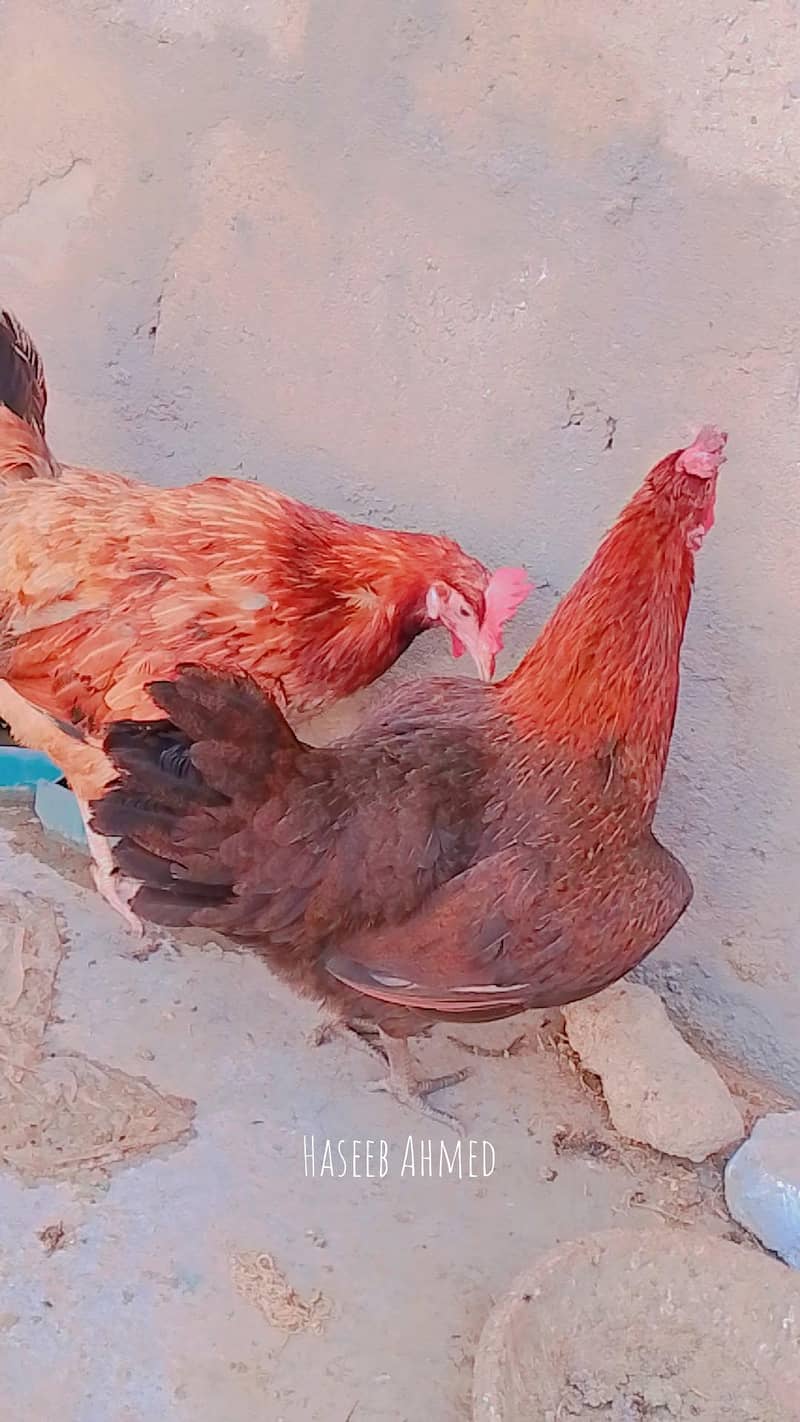 Hens pair 3