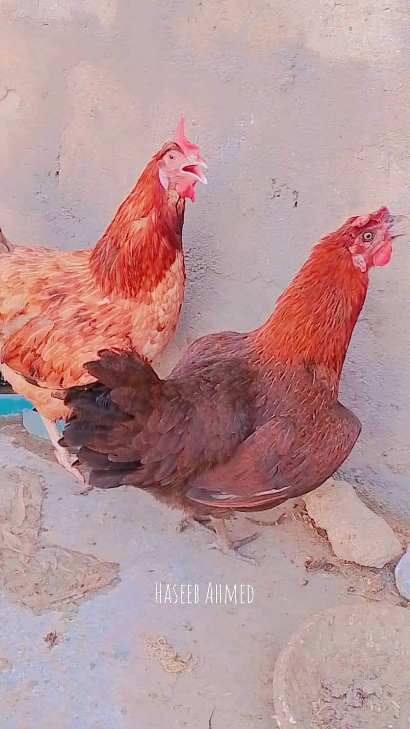 Hens pair 4